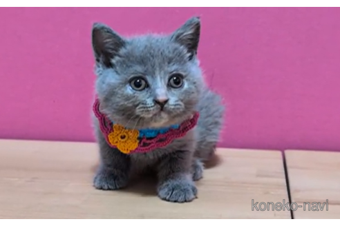 成約済の東京都のブリティッシュショートヘア-100755の6枚目